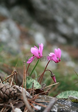 zyklame,花,紫