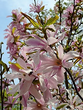 花,開花,性質(zhì)
