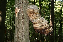 baumschwamm,蘑菇,海綿