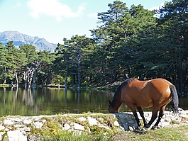 馬,澆水是,水槽