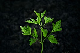 歐芹,草本植物,黑色背景