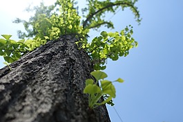 晴天,銀杏,樹葉