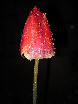 郁金香,tulpenbluete,紅色
