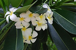 鮮花,熱帶植物,特寫(xiě)