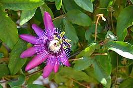 開花,紫,花