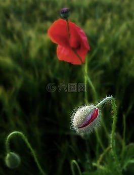花,罌粟,廠