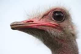 花束,鳥,鴕鳥