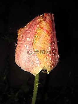 郁金香,tulpenbluete,春天