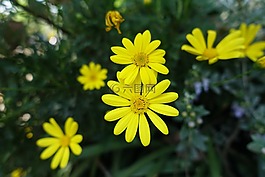 小黃花,太陽花,春天