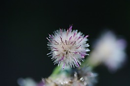 薊,性質(zhì),細(xì)節(jié)