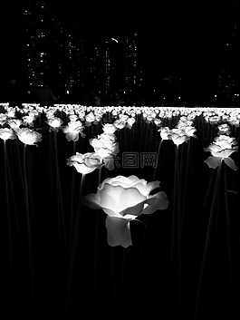 玫瑰,鮮花,霓虹燈