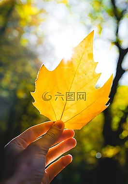 葉子,秋,秋天