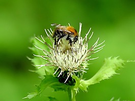 花,蜜蜂,昆蟲