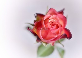 玫瑰,花,紅色