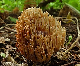 珊瑚菌,蘑菇,性質
