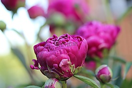 牡丹,開(kāi)花,花園