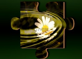 雛菊,謎,花