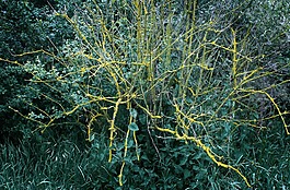 植物,對比,苔