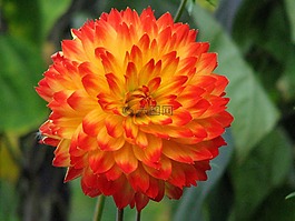 嬌琴紗,花,橙