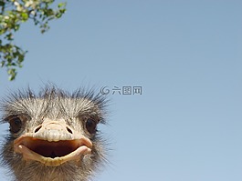 鴕鳥,空間,頭