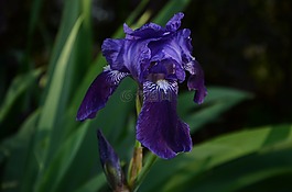 紫,花,开花