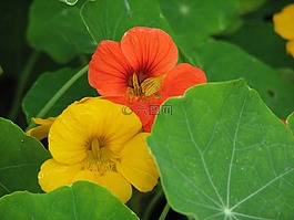 焊菜屬的植物,水芹,開花