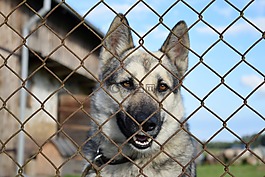 狗,链式,犬舍
