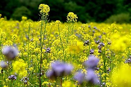 花多,夏季,性質(zhì)
