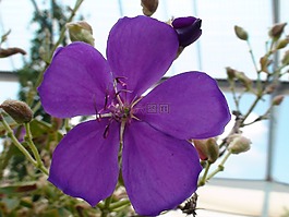 共同密苏里州的花,紫色花,植物