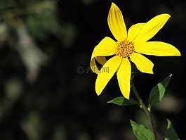 花卉,黃色,太陽