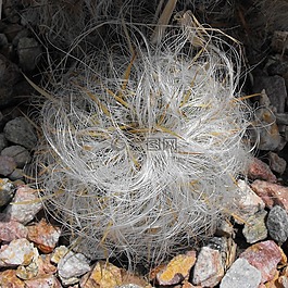 仙人掌,山的舊人,oreocereus celsianus