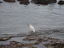 海,鳥,巖
