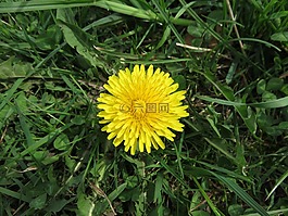戶外,植物,蒲公英