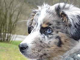 澳大利亞牧羊犬,狗,梅爾
