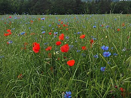罂粟花田,kornblumenfeld,klatschmohnfeld