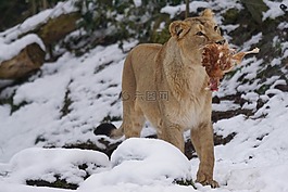 獅子,動(dòng)物園,捕食