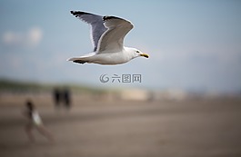海鷗,鳥,鳥類