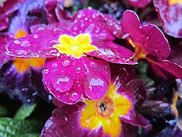 報(bào)春花,花,粉紅色