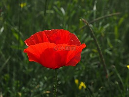 klatschmohn,罌粟花,罌粟