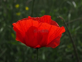 klatschmohn,罌粟花,罌粟