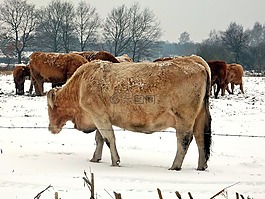 牛,牛肉,動物