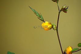 黃色花,盛開,植物