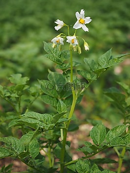 馬鈴薯開花,開花,白
