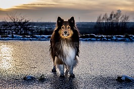 sheltie,冰,日落