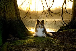 sheltie,賤人,躺在