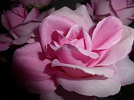 粉色,鮮花,人工