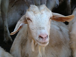 農(nóng)場,山羊,動物