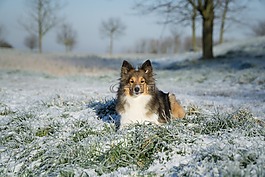 sheltie,贱人,躺在