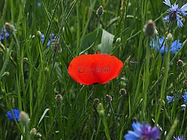 klatschmohn,罌粟花,罌粟