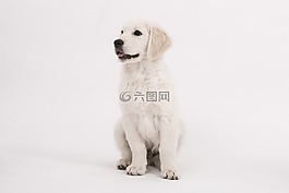 狗,金毛獵犬,小狗
